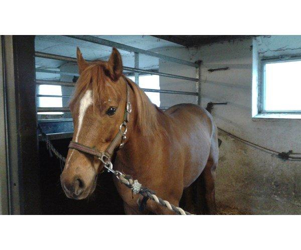 Anden særlig race Stald Nedergaards Red Star billede 2