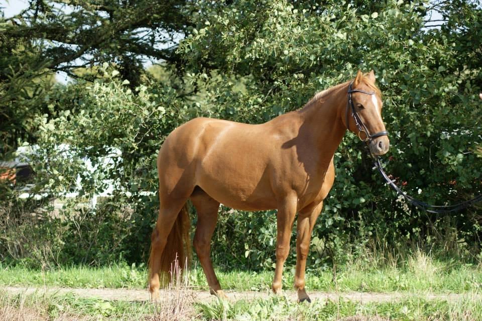 Anden særlig race Stald Nedergaards Red Star billede 7