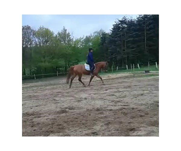 Anden særlig race Stald Nedergaards Red Star billede 8