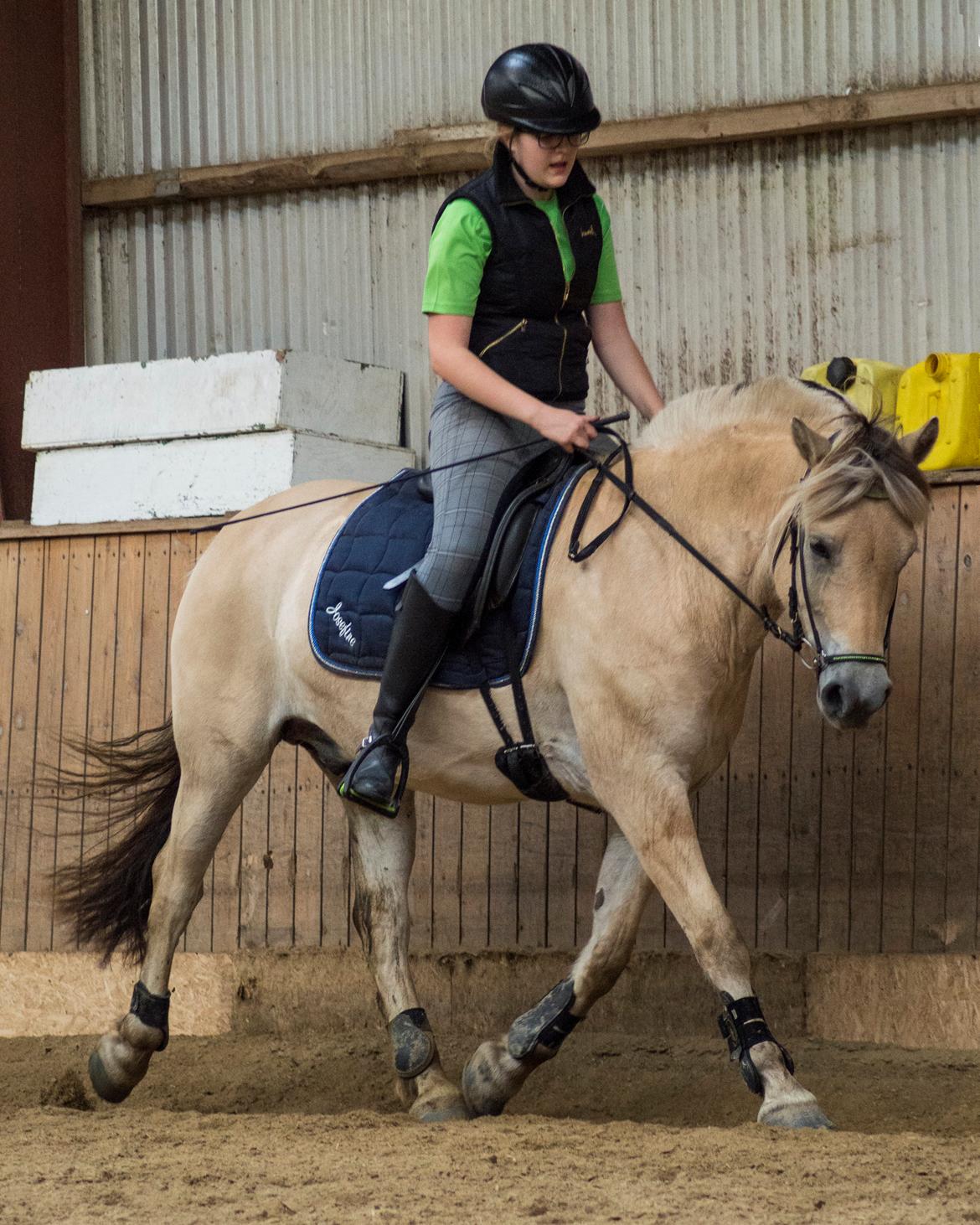 Fjordhest | Odin Møldrup | Hotte  billede 13
