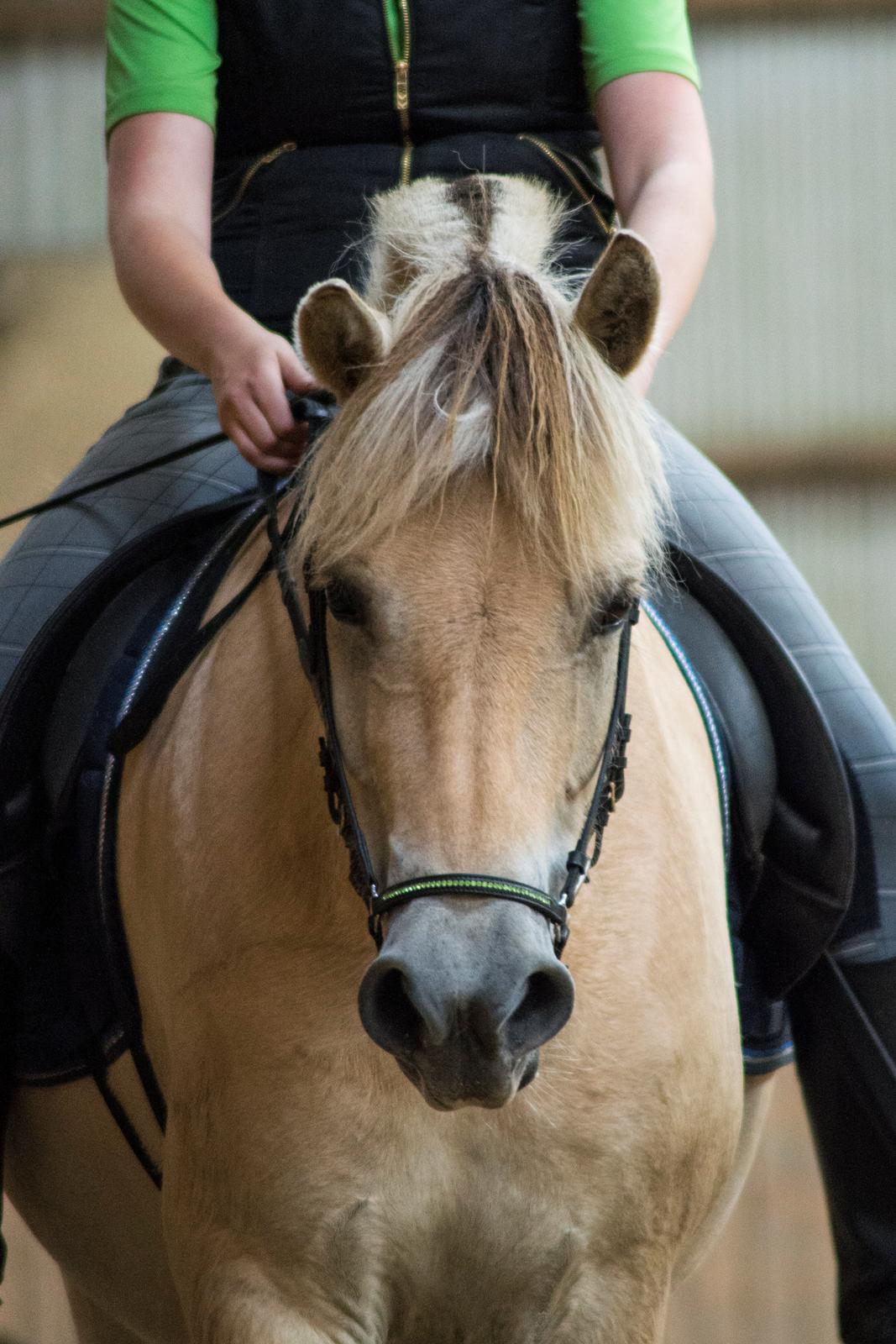 Fjordhest | Odin Møldrup | Hotte  - Charme, selvtillid og skæve øre<3<3 billede 3