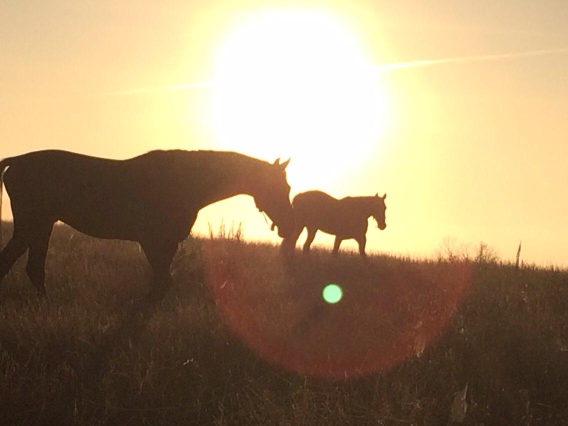 Holstener Connery billede 12