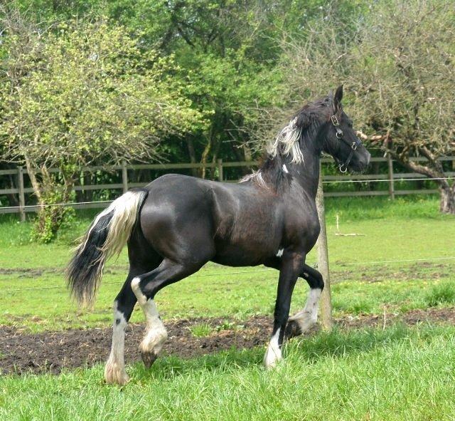 Barockpinto Freikje Fan Stald Barok 1. pr. CHAMPION 2013 billede 7