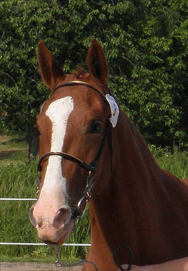 Frederiksborg Vivaldi´s Meg Ryan - Smuk som altid. Når hun er til skue. billede 1