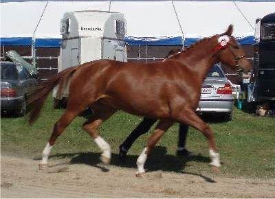 Frederiksborg Vivaldi´s Tess - Odense Dyrskue 2005, Tess træner mynstring. billede 9