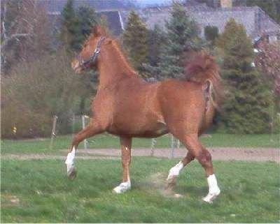 Frederiksborg Vivaldi´s Tess - Vivaldi´s Tess 2 år gammel og sommerkåd. billede 7