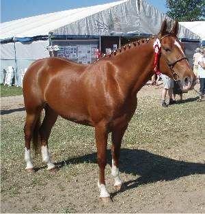 Frederiksborg Vivaldi´s Tess - Odense dyrskue 2005. Vivaldi´s Tess. billede 10