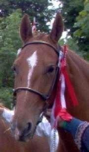 Frederiksborg Vivaldi´s Tess - Vivaldi´s Tess, smuk og klar til udstilling på Brahetrolleborg.  billede 1