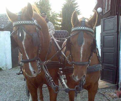 Frederiksborg Vivaldi´s Tess - Vivaldi´s Tess i 2 spand sammen med sin far Ramir. Tess til højre og Ramir til venstre. billede 15