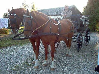 Frederiksborg Vivaldi´s Tess - Vivaldi´s Tess i tospand sammen med sin far Ramir. Tess forrest i billedet, Ramir bagerst. billede 16
