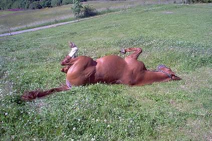 Frederiksborg Vivaldi´s Cecillia - Dejligt det er sommer. Cecillia hygger. billede 11