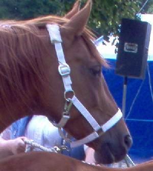 Frederiksborg Vivaldi´s Cecillia - Vivaldi´s Cecillia af Dahlberg. Meget smukt hoved. billede 1