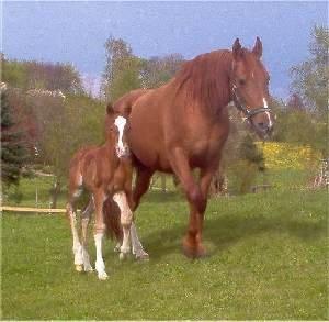 Frederiksborg Vivaldi´s Cecillia - Vivaldi´s Cecillia af Dahlberg sammen med sit føl, Vivaldi´s Mick. billede 10