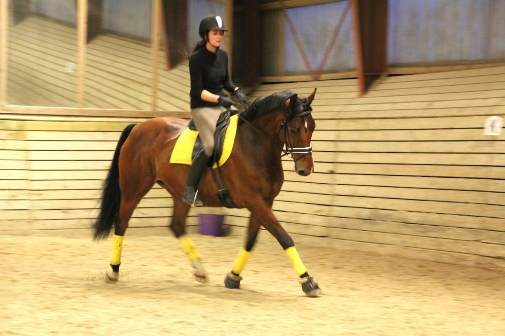 Dansk Varmblod Beauty billede 45