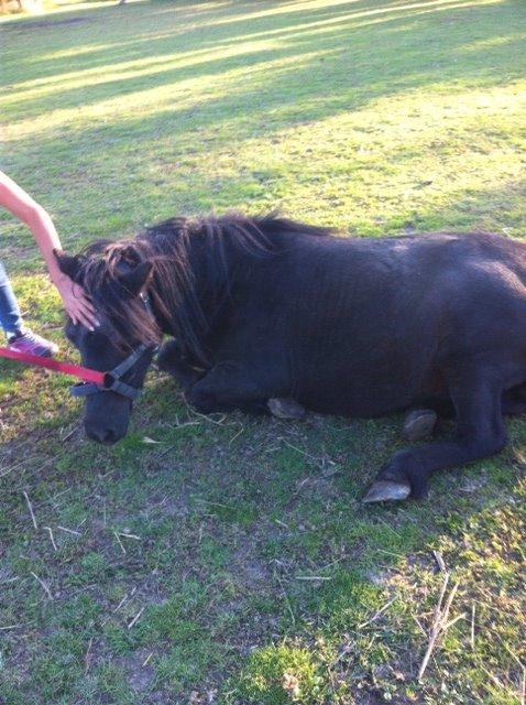Shetlænder ~Tøsen~ min lille madonna<3 billede 6