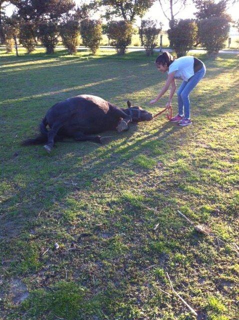 Shetlænder ~Tøsen~ min lille madonna<3 billede 7