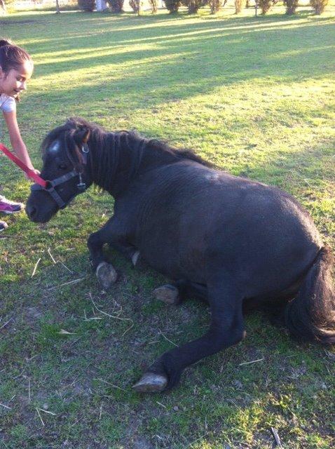 Shetlænder ~Tøsen~ min lille madonna<3 billede 8