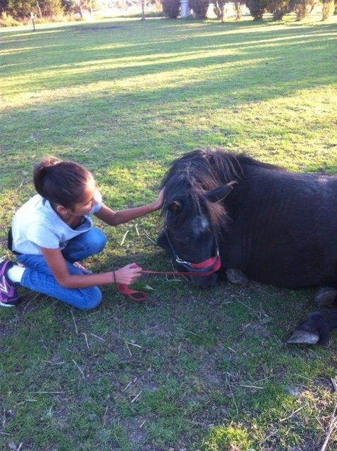 Shetlænder ~Tøsen~ min lille madonna<3 billede 9