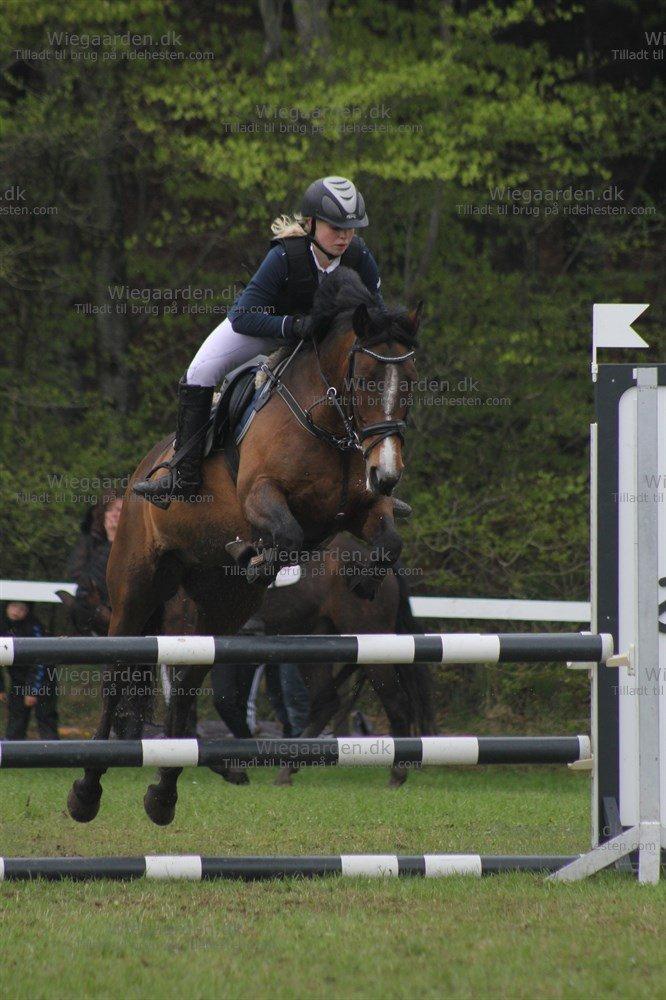 Irsk Sportspony Gannons lass  *Solgt* billede 4