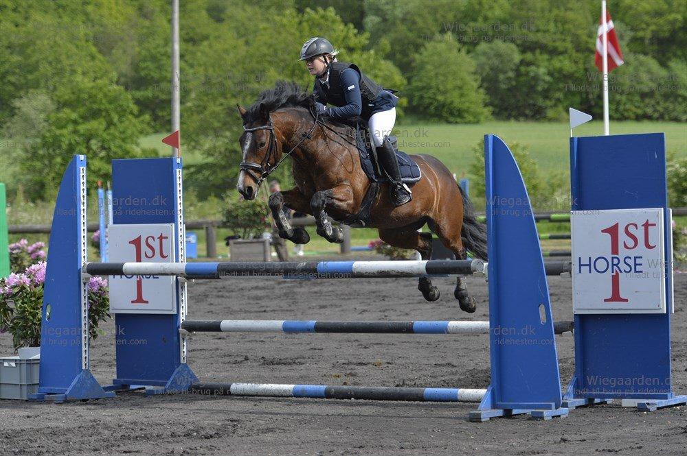 Irsk Sportspony Gannons lass  *Solgt* billede 1