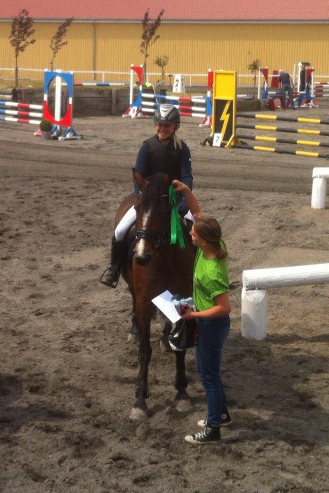 Irsk Sportspony Gannons lass  *Solgt* billede 5