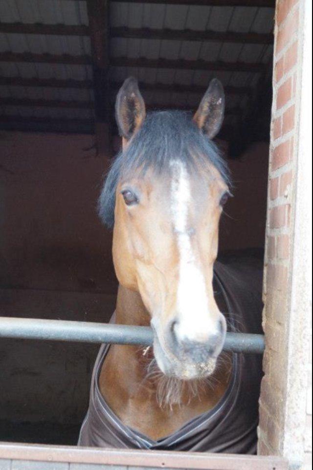 Irsk Sportspony Gannons lass  *Solgt* billede 6