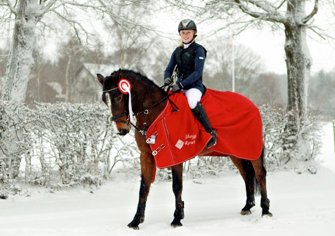 Irsk Sportspony Gannons lass  *Solgt* billede 7