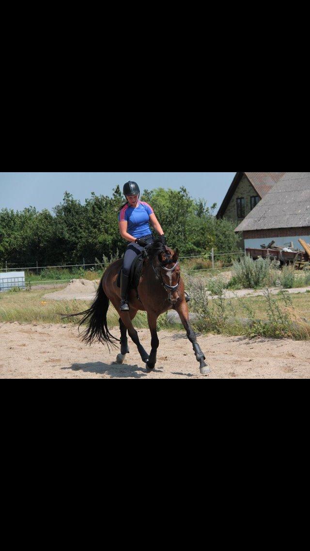 Tysk Oldenburger Lilly Marleen (Lille Lilly) billede 4