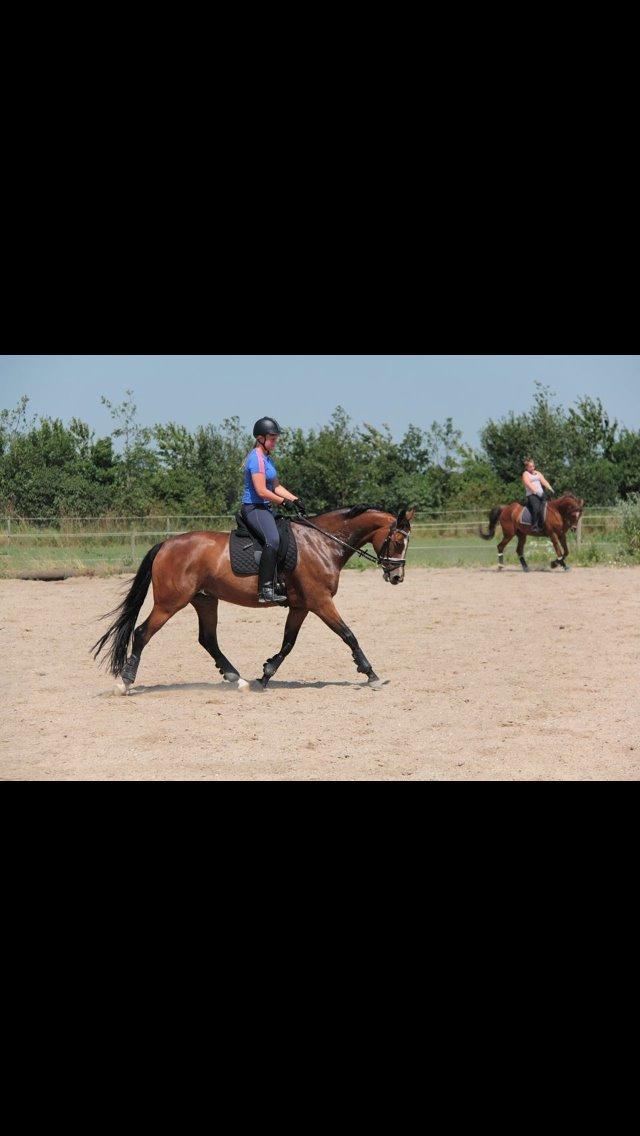 Tysk Oldenburger Lilly Marleen (Lille Lilly) billede 5