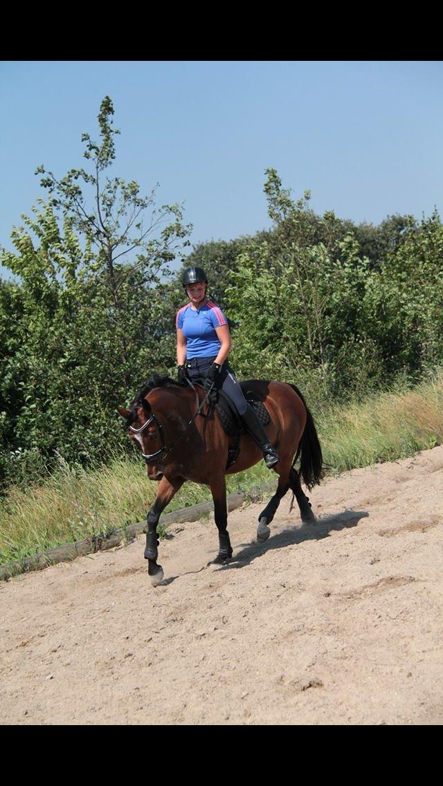 Tysk Oldenburger Lilly Marleen (Lille Lilly) billede 3