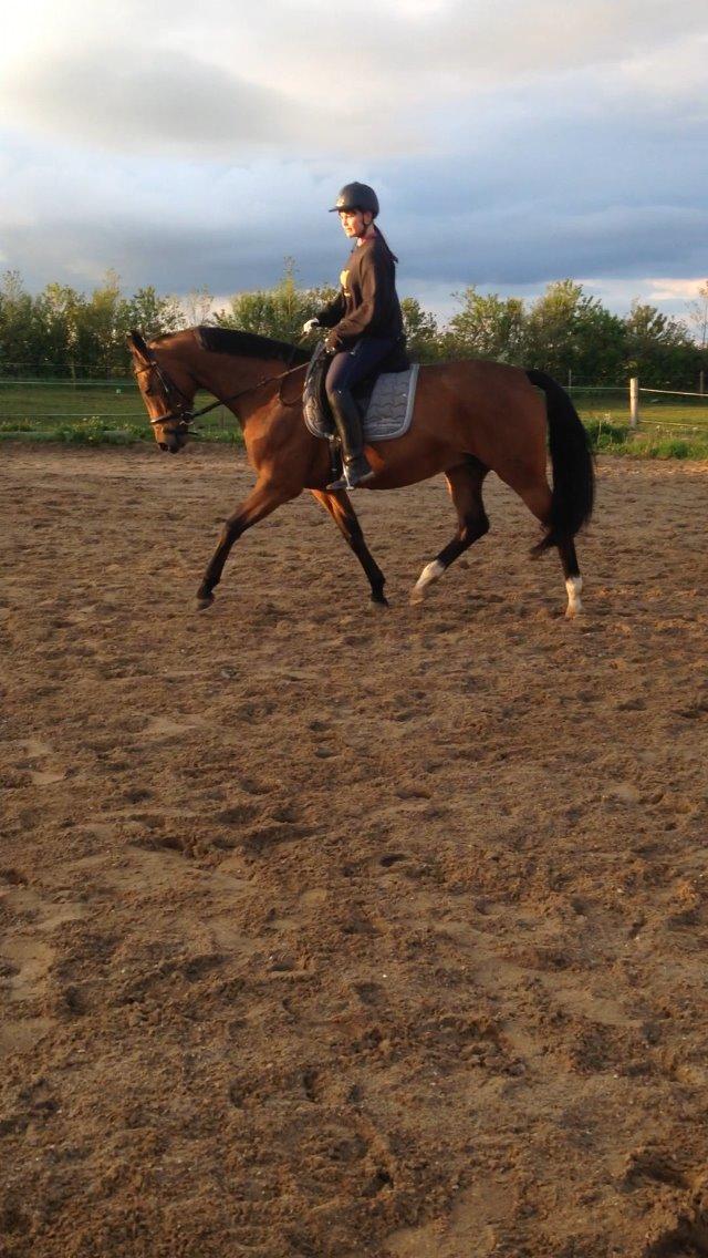 Tysk Oldenburger Lilly Marleen (Lille Lilly) - 3. gang med rytter billede 6