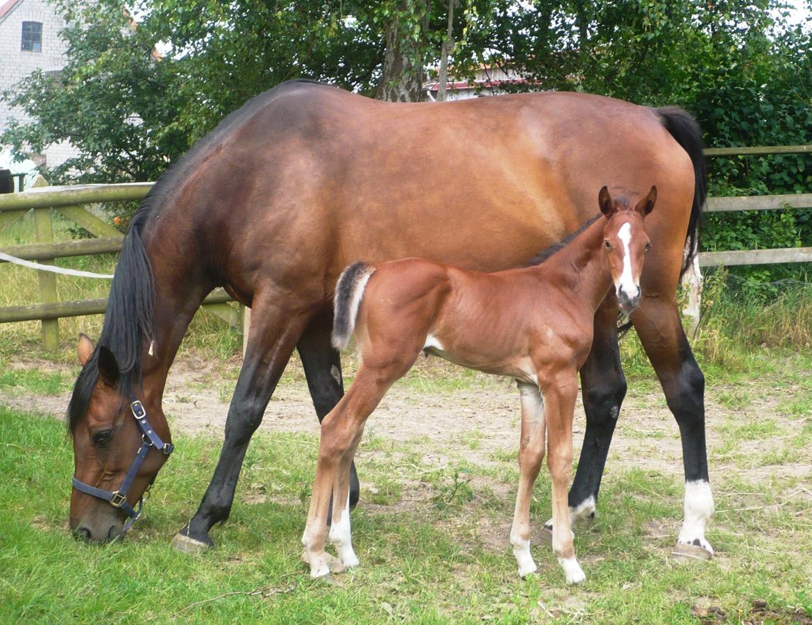 Holstener Cimberly (Athara) - Lille Cimberly som baby  billede 12