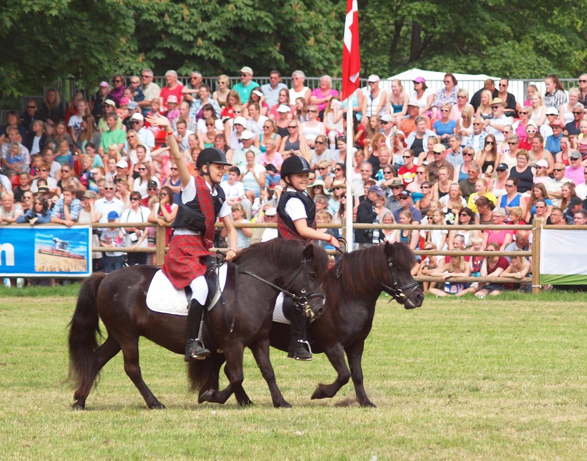 Shetlænder Ekekullens Dreams - Roskilde kvadrillen, På vej ud af ringen billede 4