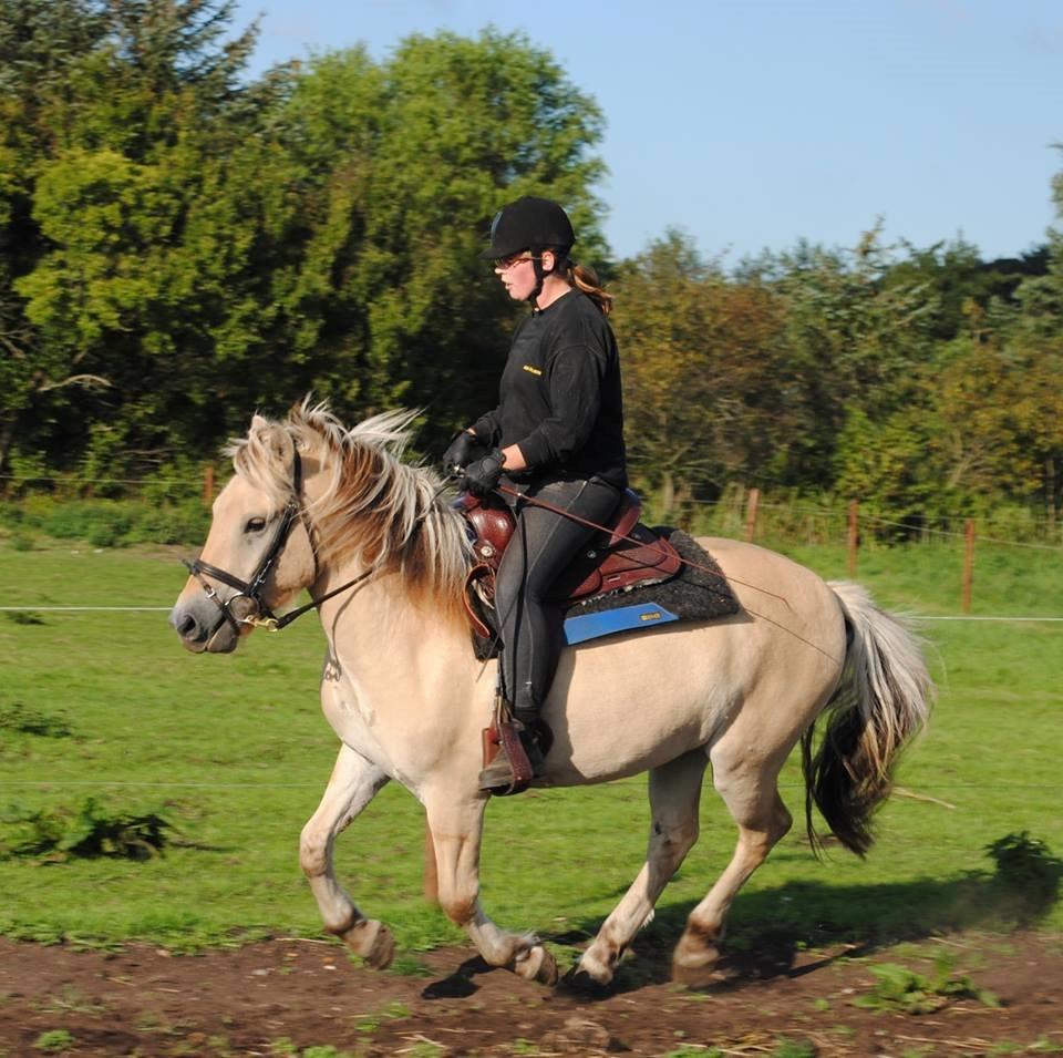 Fjordhest figther billede 5