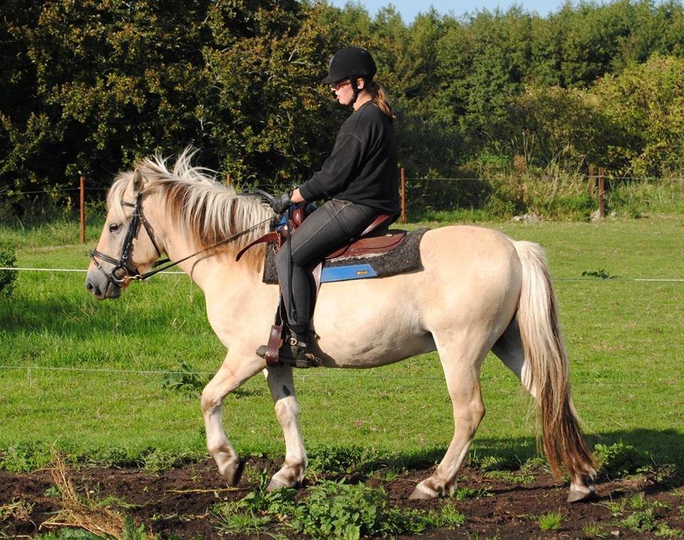 Fjordhest figther billede 37