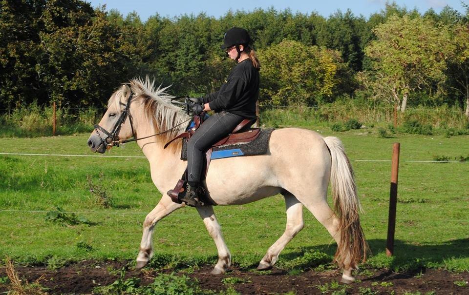 Fjordhest figther billede 3