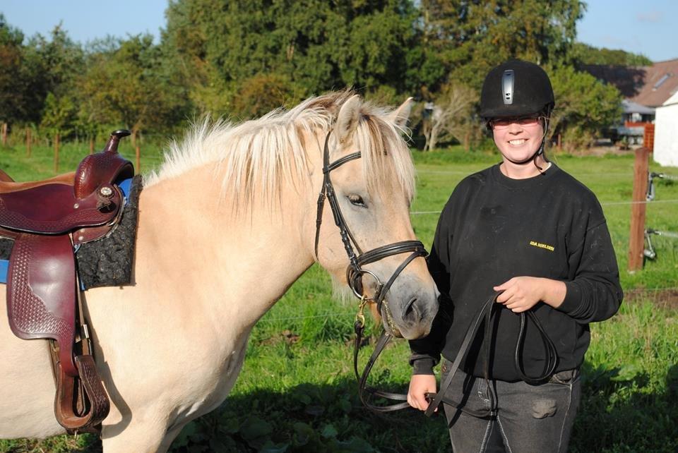 Fjordhest figther billede 2