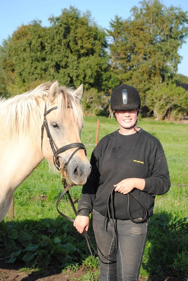 Fjordhest figther billede 4