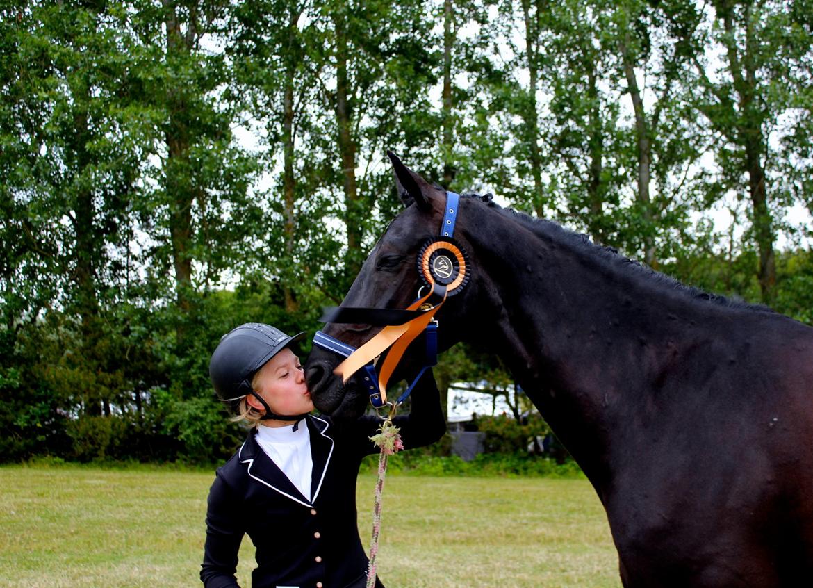 Hollandsk Varmblod Diamond K billede 1