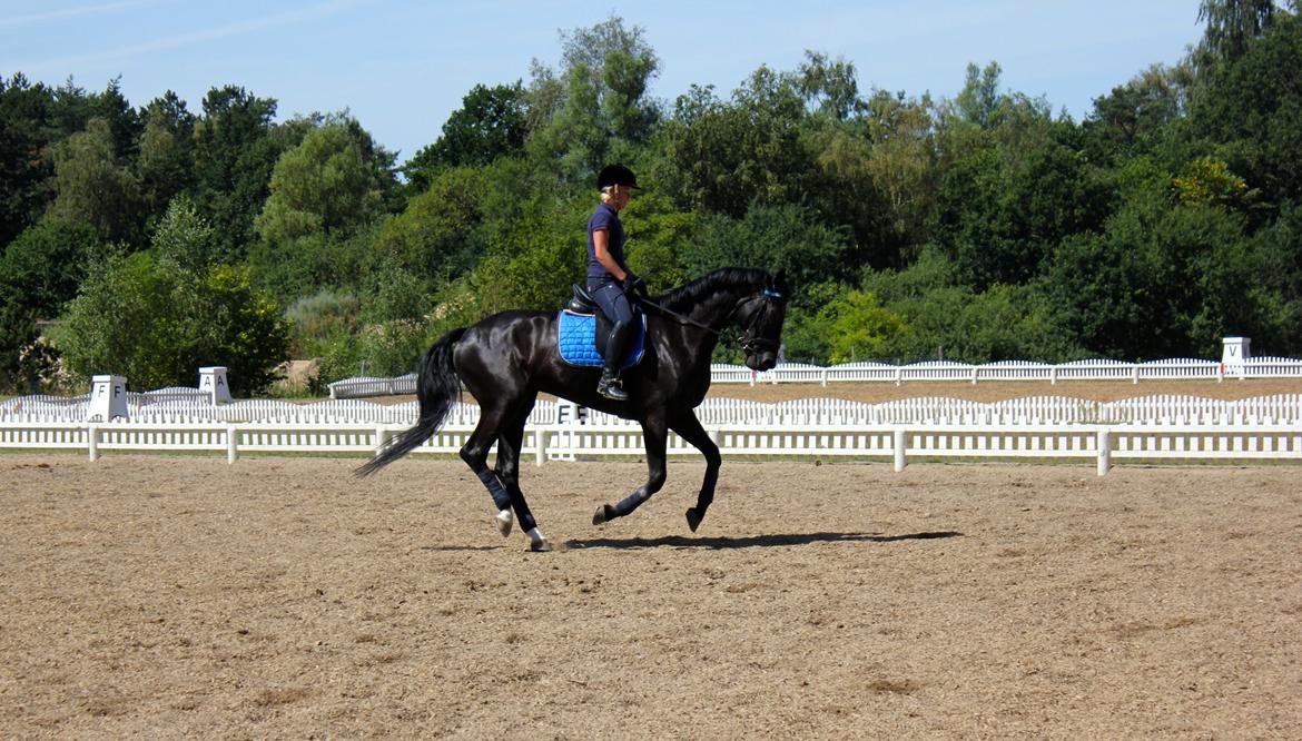 Hollandsk Varmblod Diamond K billede 9