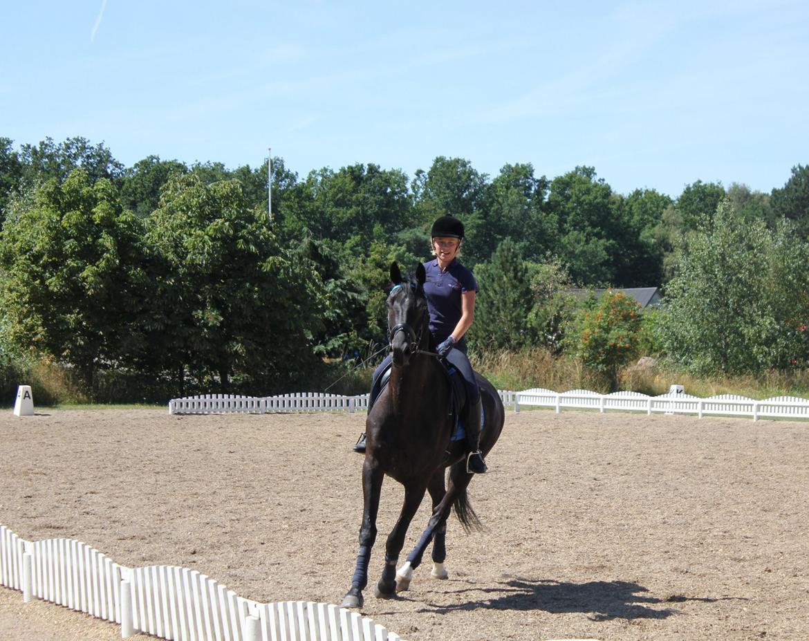 Hollandsk Varmblod Diamond K billede 8