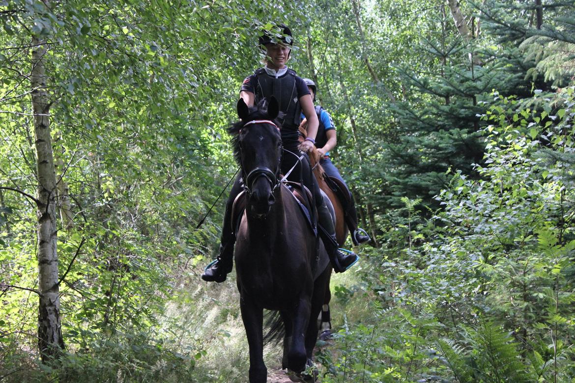 Hollandsk Varmblod Diamond K billede 10