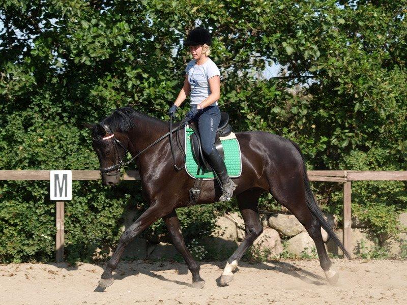 Hollandsk Varmblod Diamond K billede 6