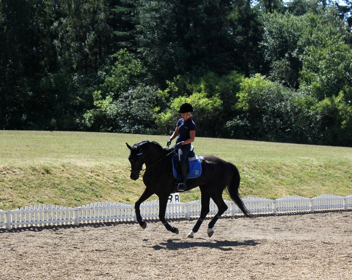 Hollandsk Varmblod Diamond K billede 11