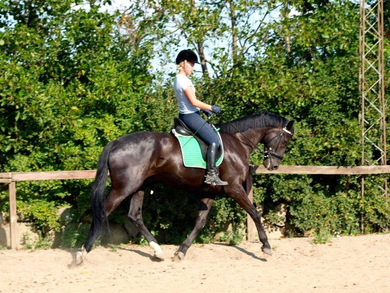 Hollandsk Varmblod Diamond K billede 12