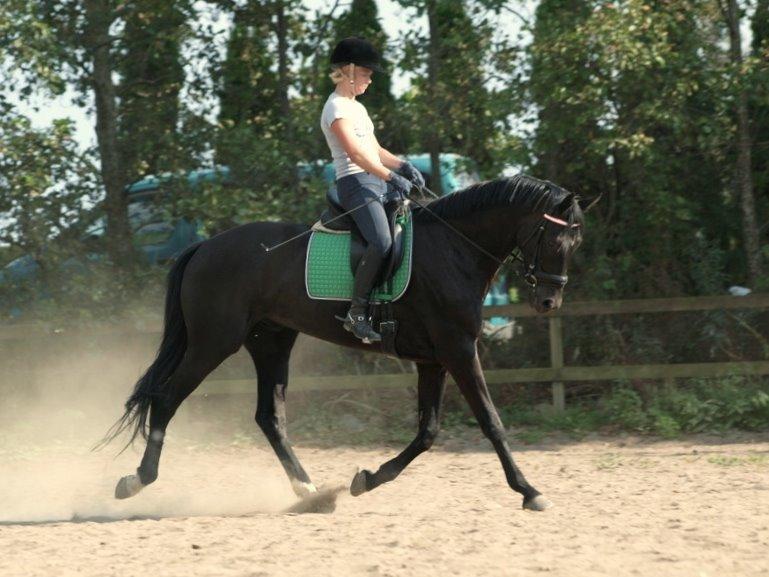 Hollandsk Varmblod Diamond K billede 13