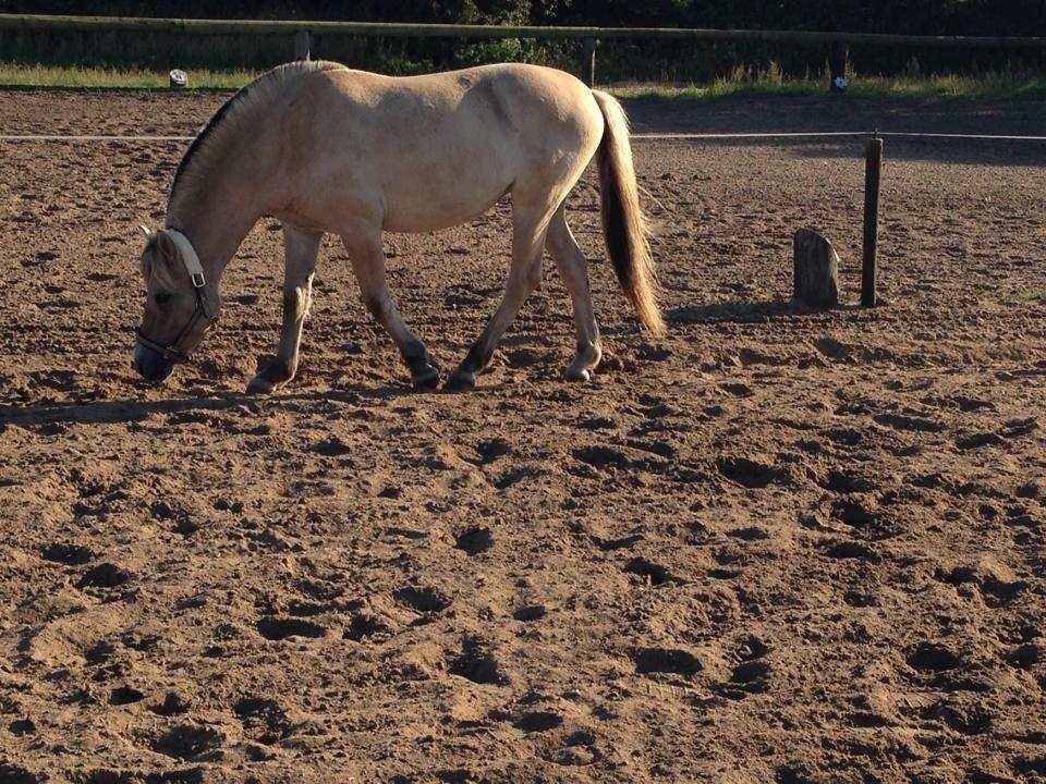 Fjordhest Vikkelsøe's unika billede 8