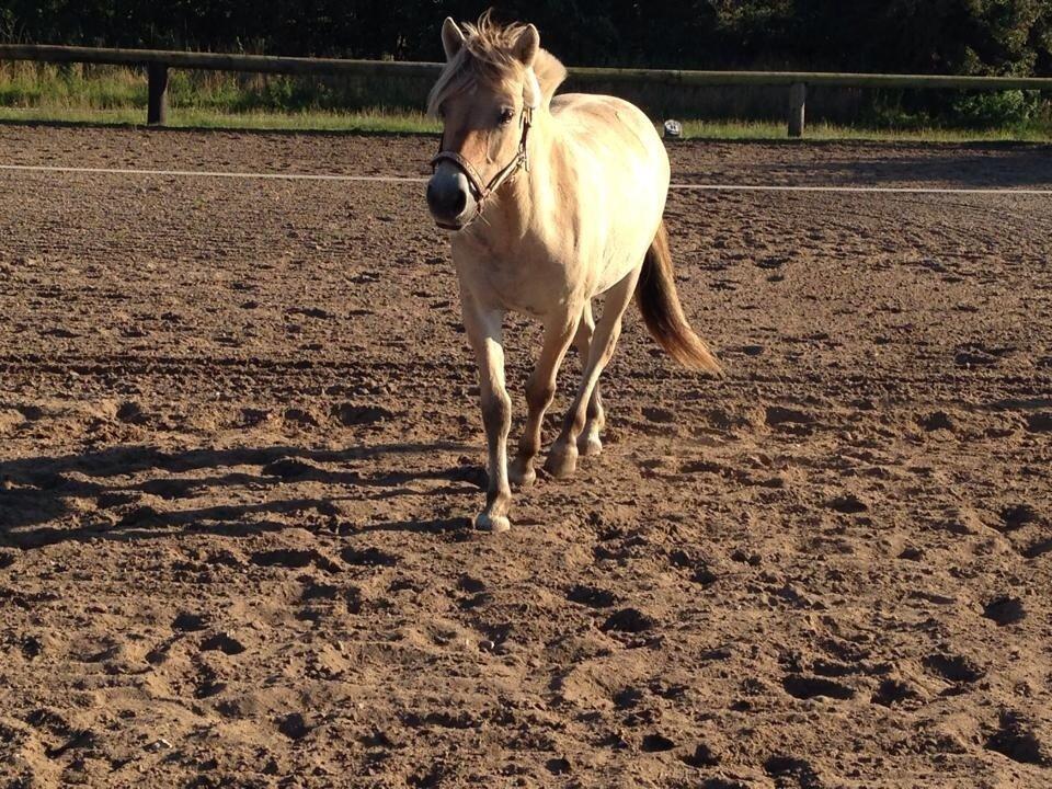 Fjordhest Vikkelsøe's unika billede 9