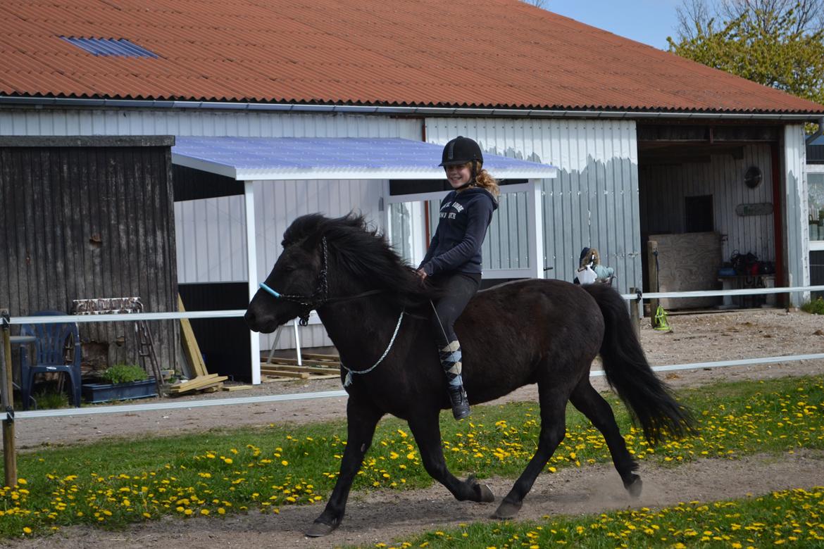 Islænder Baldur (verdens bedste) - Ved godt at jeg har for meget fat i rebgrimen dér, men Baldur er jo så sød <3 billede 10