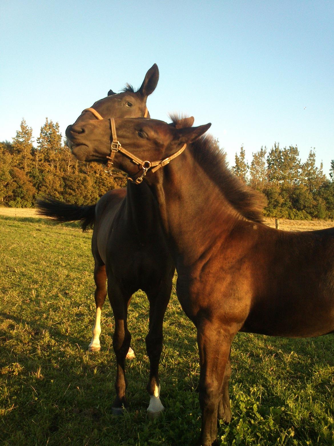 Oldenborg Tanja Hornbæk billede 2